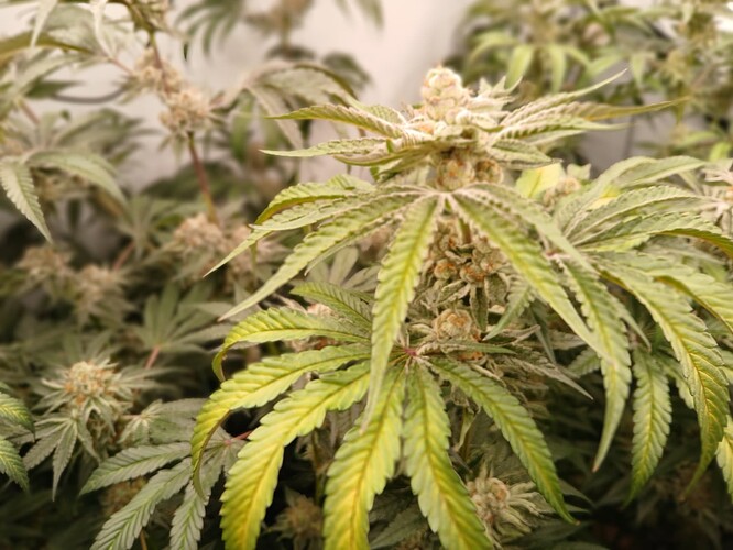 Growreport Bild 2