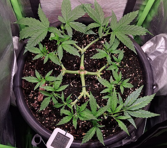 Growreport Bild 3