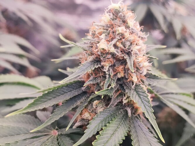 Growreport Bild 28