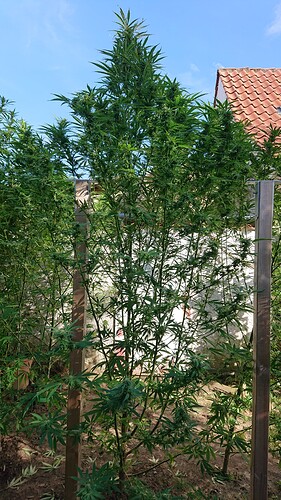 Growreport Bild 62