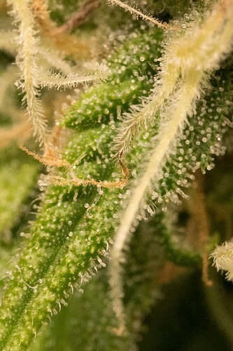 Growreport Bild 1