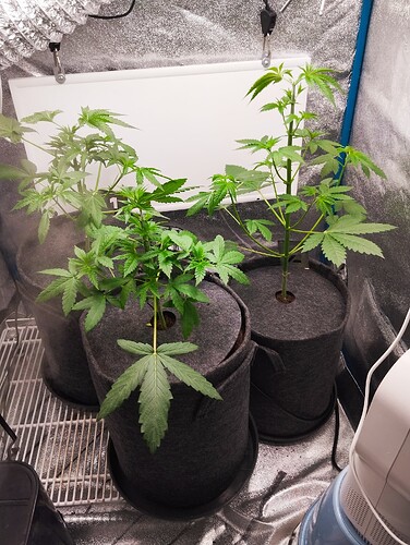 Growreport Bild 6