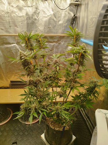 Growreport Bild 5