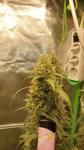 Growreport Bild 8