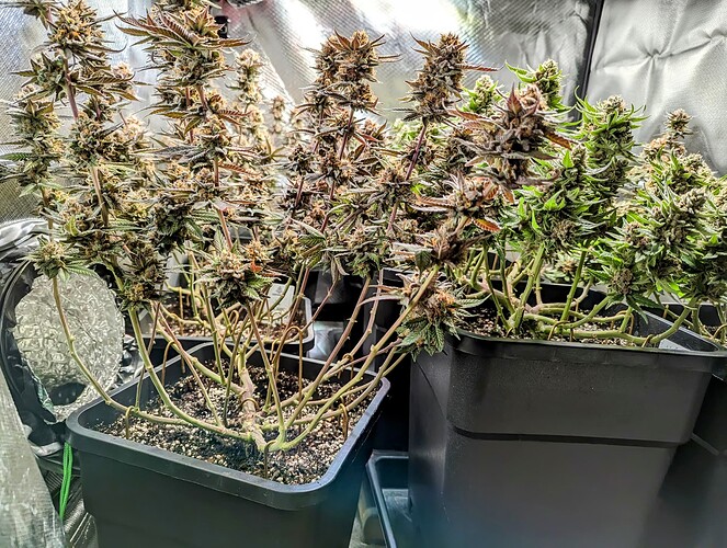 Growreport Bild 5