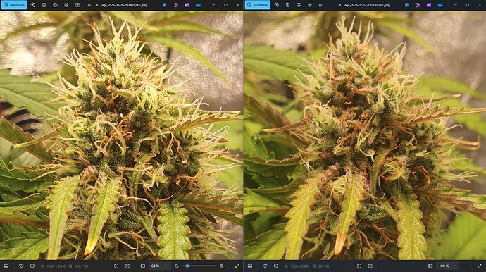 61_67_TageMelBud01