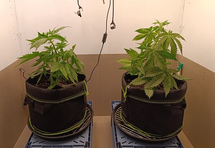 Growreport Bild 4