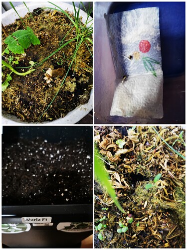 Collage_20250218_172949