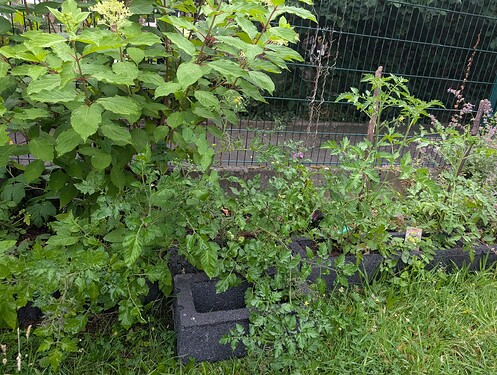 Growreport Bild 23