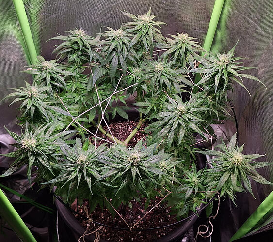 Growreport Bild 13