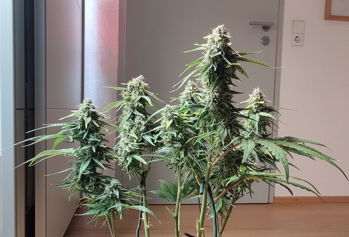 Growreport Bild 5