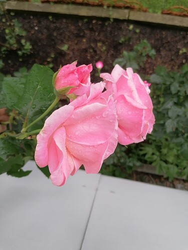 IMG_20240623_085307