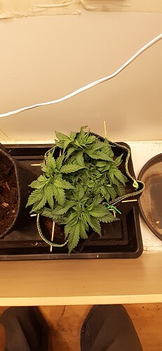 Growreport Bild 23