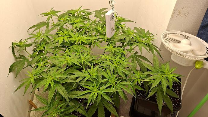 Growreport Bild 199