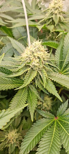 Growreport Bild 27