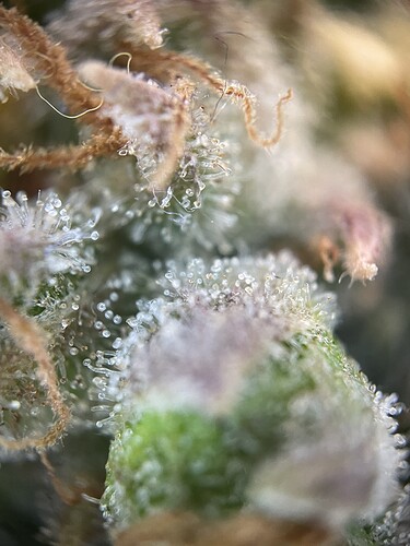 Growreport Bild 29