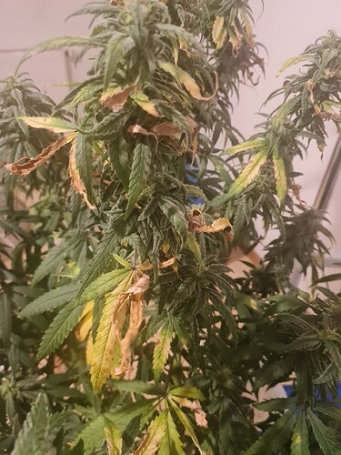 17312334216586413861948215488531