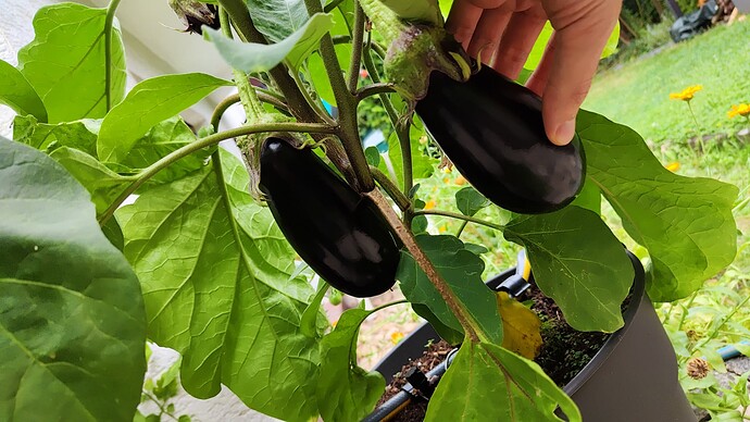 Growreport Bild 37