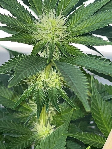 Cheese Bud detail 8624