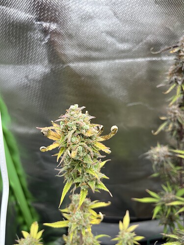 Growreport Bild 6