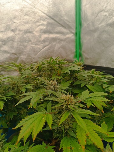 Growreport Bild 4