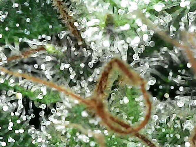 Growreport Bild 31