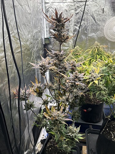 Growreport Bild 3