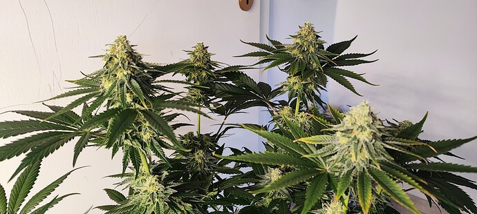Growreport Bild 4