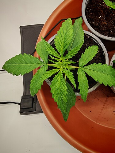 Growreport Bild 2