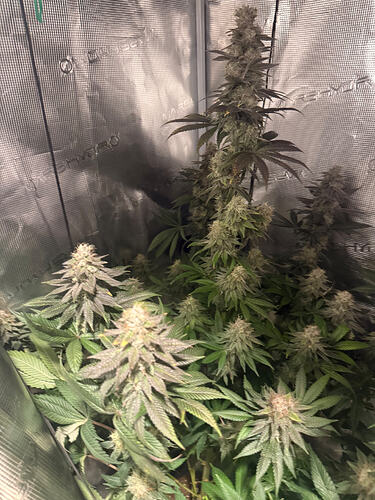 Growreport Bild 16