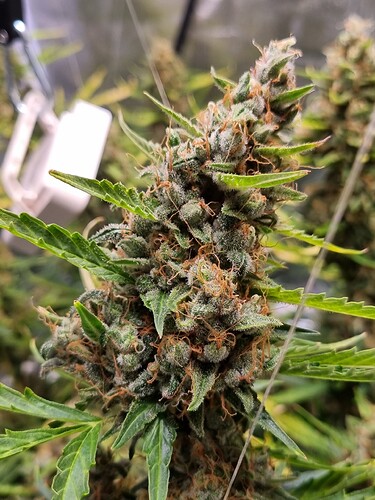 Growreport Bild 17