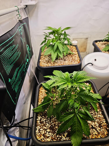 Growreport Bild 46