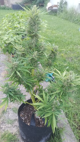 Growreport Bild 12
