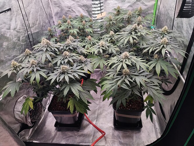 Growreport Bild 15