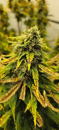 Growreport Bild 16