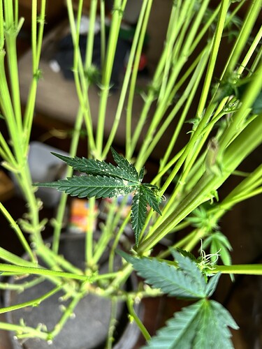 Nahaufnahme einer Cannabispflanze mit Anzeichen von Schädlingsbefall oder Mehltau auf den Blättern.