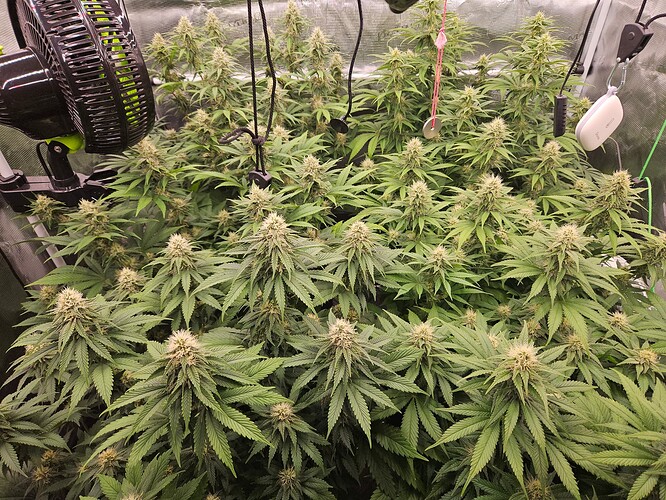 Growreport Bild 21