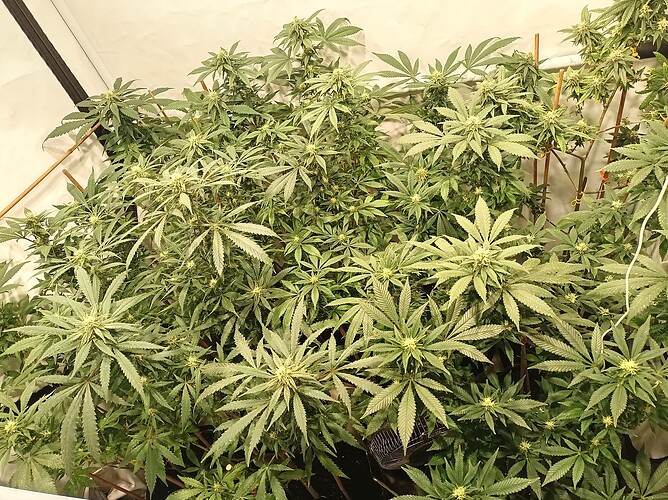 Growreport Bild 42