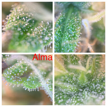 Growreport Bild 4