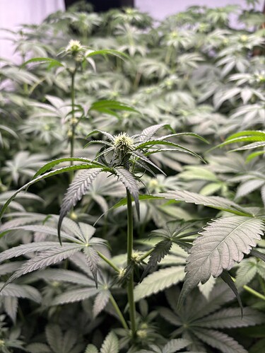 Growreport Bild 24