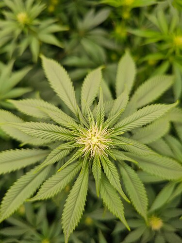 Growreport Bild 4