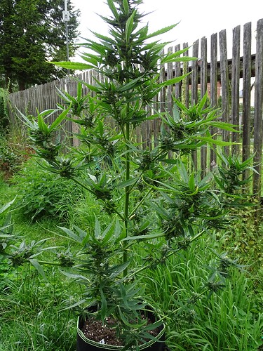 Growreport Bild 1