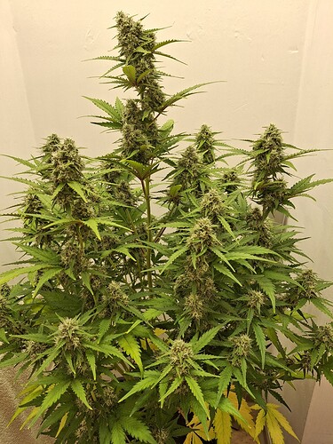 Growreport Bild 174