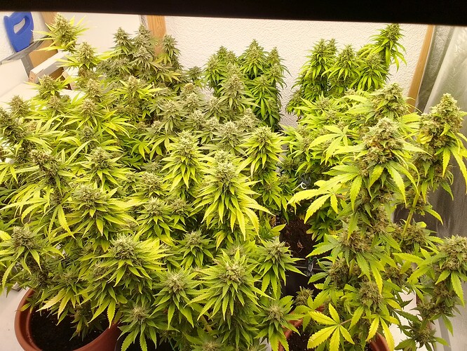 Growreport Bild 4