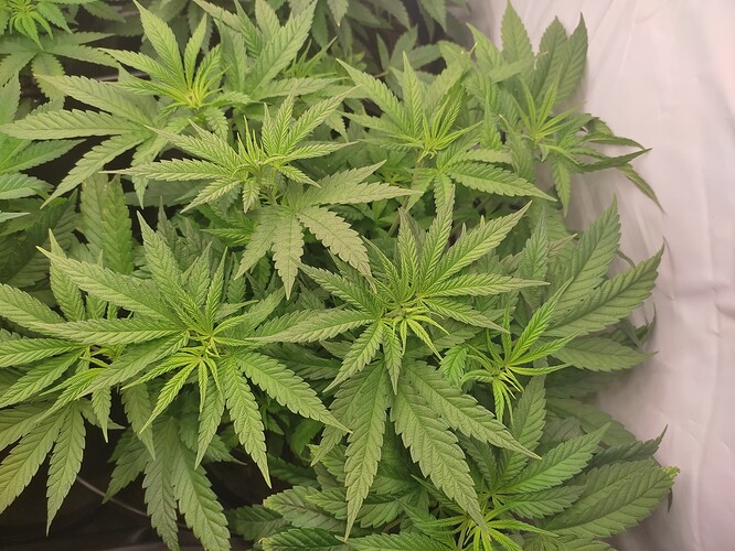 Growreport Bild 5