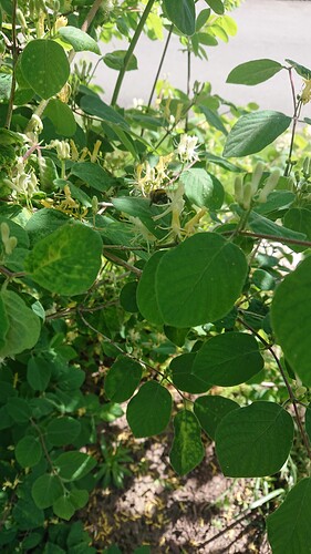 Growreport Bild 48