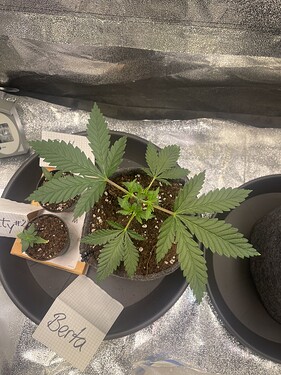 Growreport Bild 6