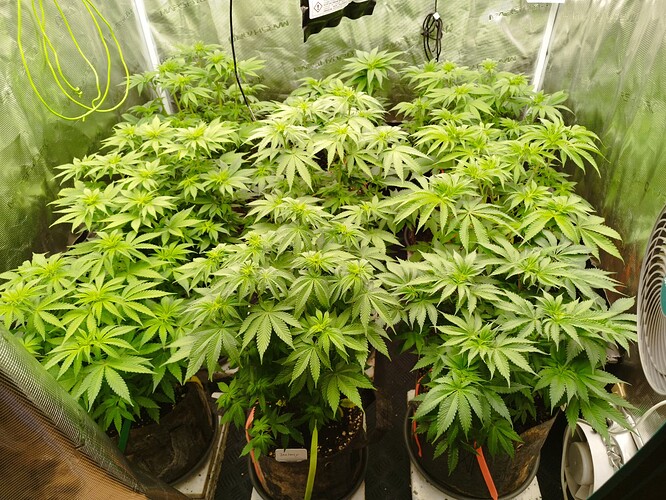 Growreport Bild 1