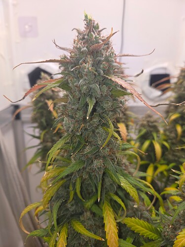 Growreport Bild 2