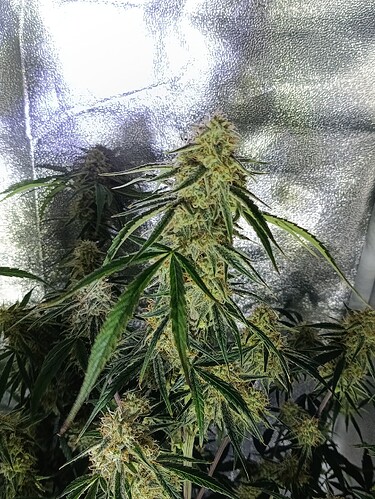 Growreport Bild 2